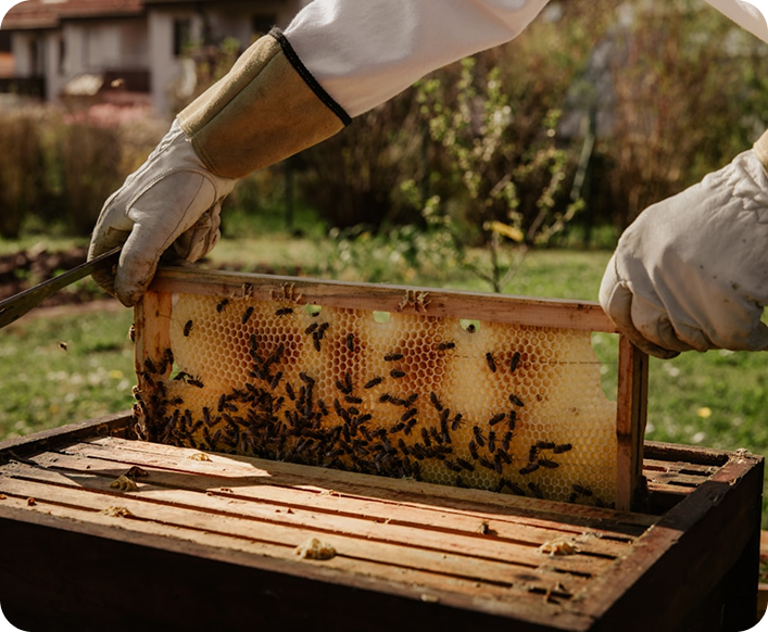 New Zealand beekeeper inspecting honey